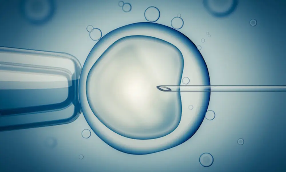 Understanding What In Vitro Fertilization Is